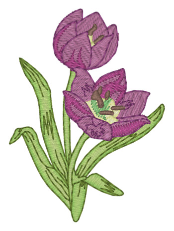 Sm. Wild Tulip