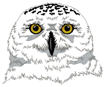 Snowy Owl Head
